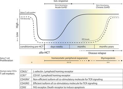 Naive T Cells in Graft Versus Host Disease and Graft Versus Leukemia: Innocent or Guilty?